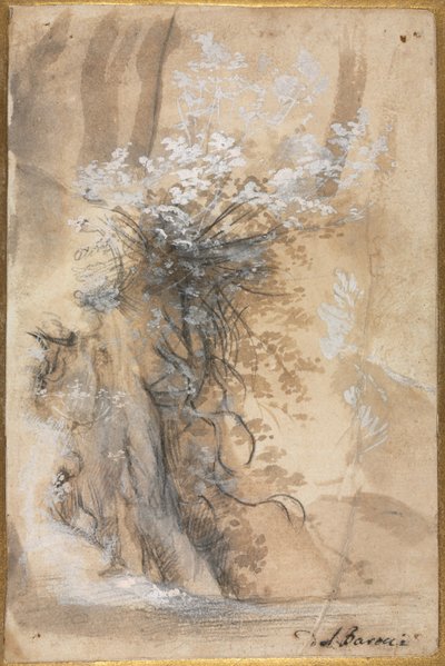 侵食された銀行の上に咲くブッシュ、1556〜1570年。 作： Federico Barocci