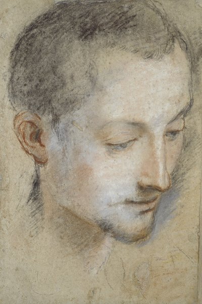青年の頭の研究（灰色がかった紙の黒、赤、ピンクのチョーク） 作： Federico Barocci