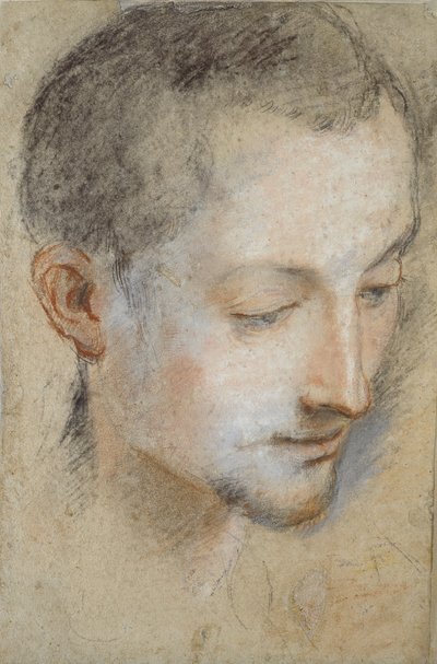 若い男の頭の研究、16世紀後半 作： Federico Barocci