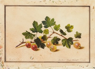グーズベリー、1818 作： Fedor Petrovich Tolstoy