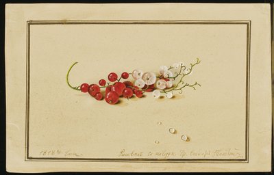 赤と白のスグリ、1818年 作： Fedor Petrovich Tolstoy