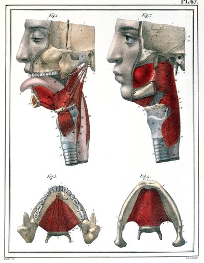 Jules Cloquet（1790-1883）1825の「Manuel d&39;Anatomie descriptive du Corps Humain」の喉と顎の解剖学 作： Feillet