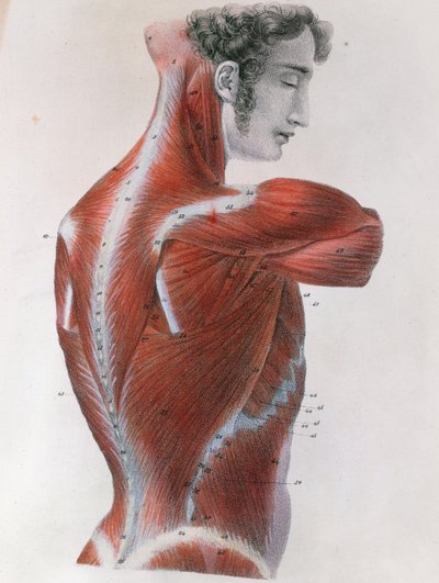 ジュールジェルマンクロケ（1790-1883）パリの「マヌエルダアナトミー記述デュコープスヒューマン」（1825年） 作： Feillet