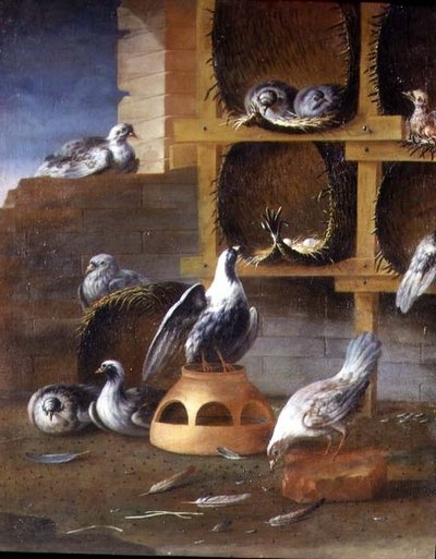 鳩の巣箱の中の鳩 作： Felice (school of) Boselli