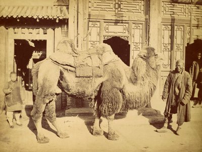 ハンドラーとフタコブラクダ、1860年頃（グラビア） 作： Felice Beato