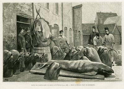 トレンツ島のオストロム氏の家にイルカの死体が到着する様子。H.Labonne著『Un mois dans l