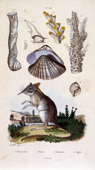 F.E.ゲランによる植物学と動物学の図版。Dictionnaire pittoresque d