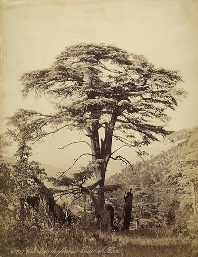 レバノン、Teniet el Haadの森の杉の大木 作： Félix Bonfils