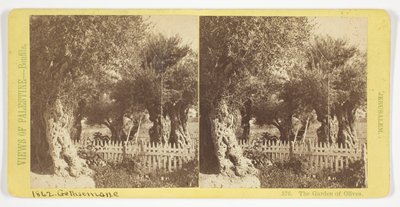 Der Garten der Oliven, Jerusalem, Nr. 576 aus der Serie "Ansichten von Palästina" 作： フェリックス・ボンフィス