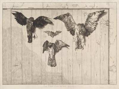 納屋のドアに釘付けされた鳥 作： Felix Bracquemond