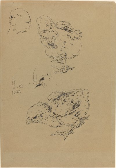 ひよこ 作： Felix Bracquemond
