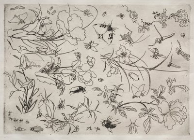 ディナーサービス（ルソーサービス）：花と昆虫（15番） 作： Felix Bracquemond