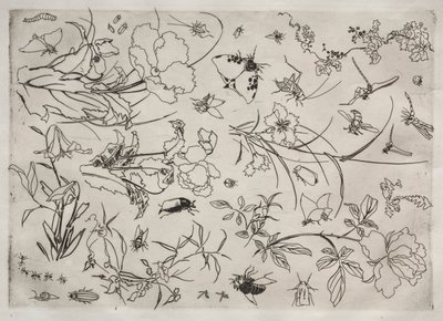 ディナーサービスルソーサービス：花と昆虫いいえ。 1866年。 作： Felix Bracquemond