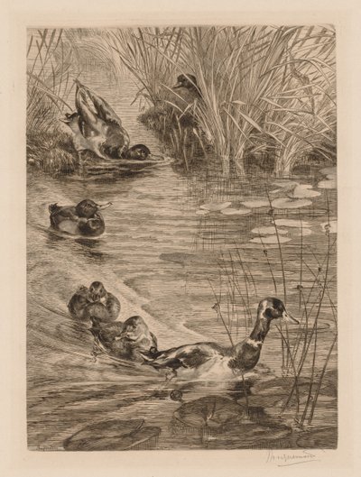 試合中のアヒル、c。 1870。 作： Felix Bracquemond