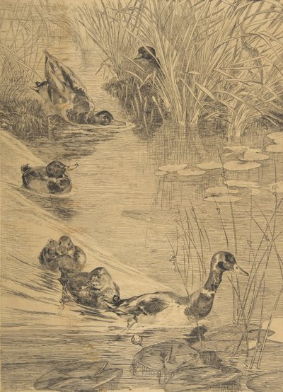ダック・フロリック、1850-1914。 作： Felix Bracquemond