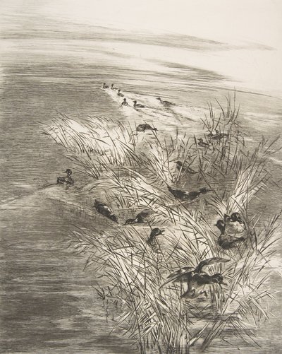 葦とティール、1882年。 作： Felix Bracquemond