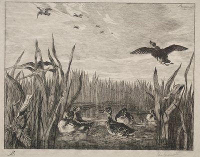 ティール、1853年。 作： Felix Bracquemond