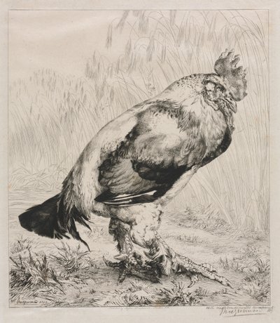 古いコック 作： Felix Bracquemond