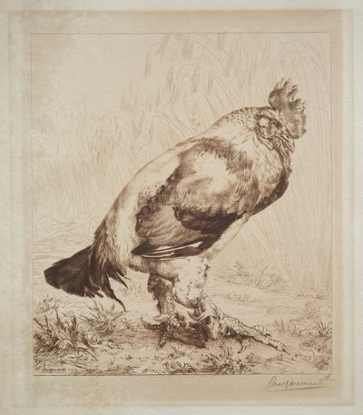 古いコック 作： Felix Bracquemond