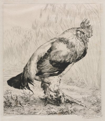 オールドコック、1882。 作： Felix Bracquemond