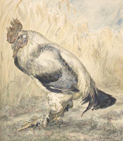 オールドコック、カリフォルニア州。 1882年。 作： Felix Bracquemond