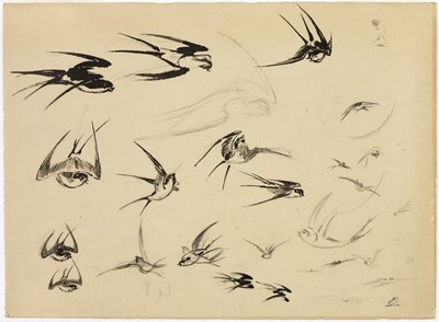 ツバメ 1881年頃 （紙にペン、筆、インク、チョーク、クレヨン、グラファイト） 作： Felix Bracquemond