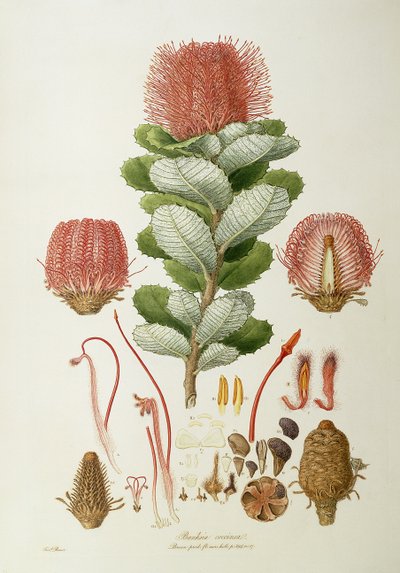 Banksia coccinea、イラストNovaie Flora Hollandから、1813年公開 作： Ferdinand Bauer
