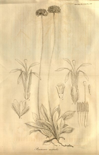 これはタブです。 1811年に発表されたロンドンのリンネ協会のトランザクションのボリュームXからの28 作： Ferdinand Bauer
