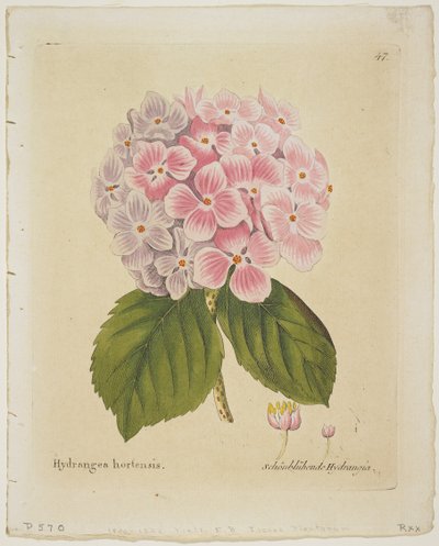 Schonbluhende Hydrang、アイコンのPlanta Medicaからの技術的説明の経験、彼らの復活、1804年（手描きの彫刻） 作： Ferdinand Bernhard Vietz