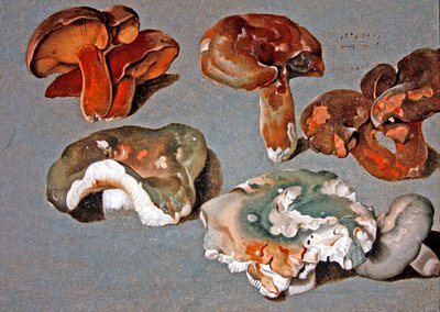 菌類の研究 作： Ferdinand Phillip de Hamilton
