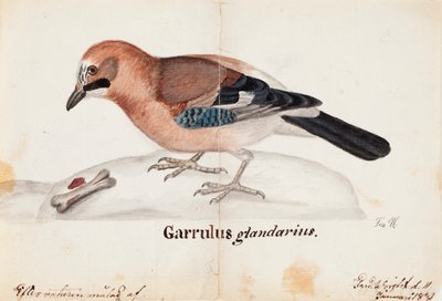 カケス 作： Ferdinand von Wright