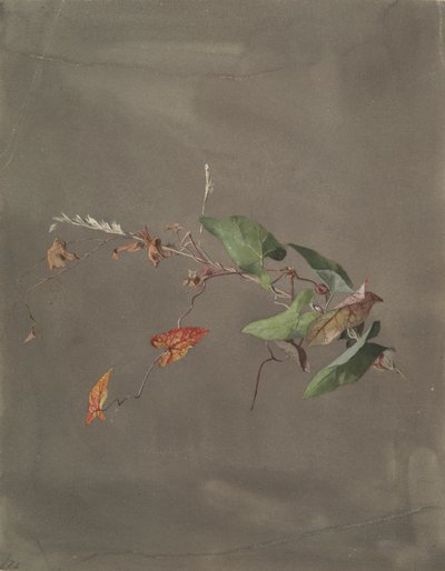 ヒルガオ 作： Fidelia Bridges