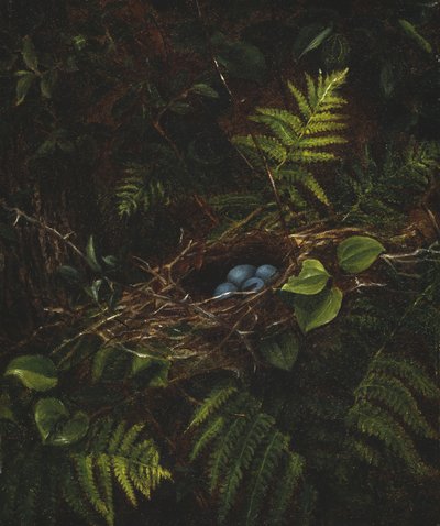 鳥の巣とシダ、1863 作： Fidelia Bridges