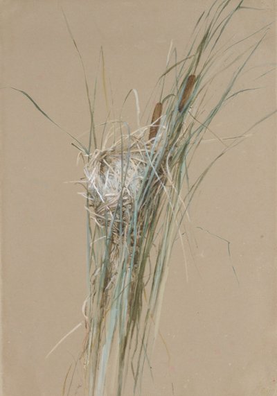 キャットテールの鳥の巣、ca。 1875。 作： Fidelia Bridges