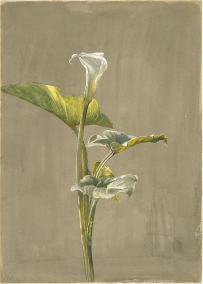 カラリリー、1875年（紙にトイレ） 作： Fidelia Bridges