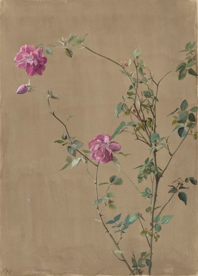 ピンクのバラ 作： Fidelia Bridges