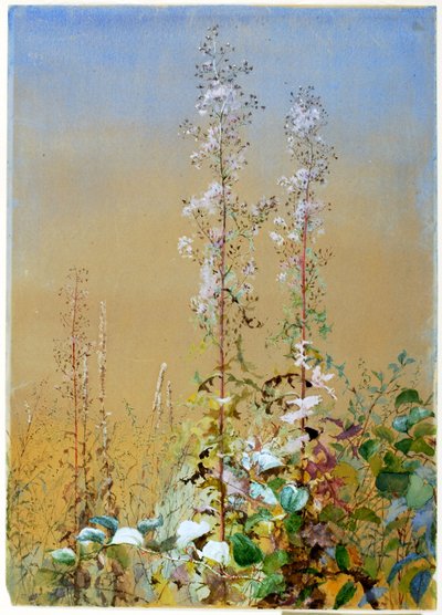 無題、約。 1876年。 作： Fidelia Bridges