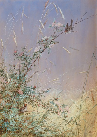 ライ麦の間でワイルドローズ、1874年（紙に鉛筆でWCとガッシュ） 作： Fidelia Bridges