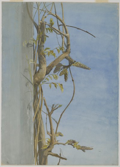 壁の藤（紙にトイレ） 作： Fidelia Bridges