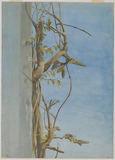 壁面の藤 作： Fidelia Bridges