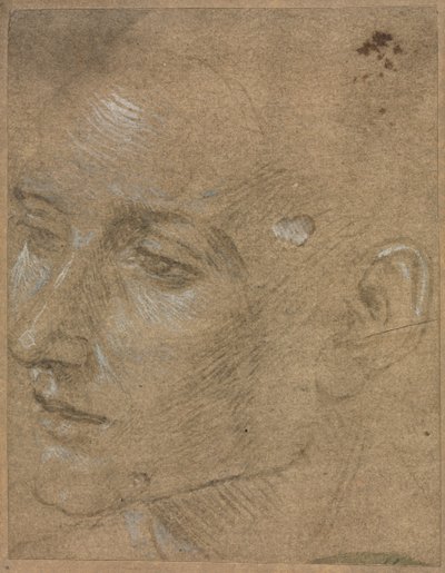 若い男の頭、後半1400年代。 作： Filippino Lippi