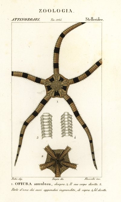脆星棘皮動物、Ophiomastix annulosa、Ophiura annulosa 作： Finocchi Finocchi
