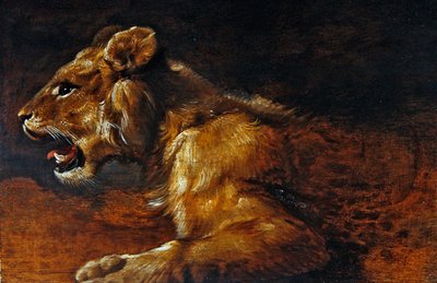 若いライオンの習作」アントワープ派 1640年頃（パネルに油彩） 作： Flemish School