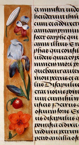 Ms.1058-1975, f.16v: 1500年頃の時祷書に描かれた花の縁飾りの詳細（ヴェラム製 作： Flemish School