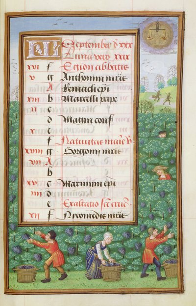 Ms 1058-1975 f9r Gathering Grapes、9月の照明付きカレンダーページ、Book of Hours、c.1500から 作： Flemish School