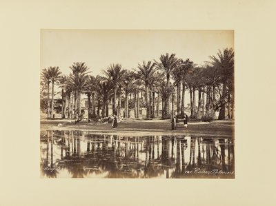 カイロ、ヤシの木 作： Félix Bonfils