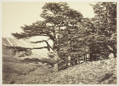 レバノン杉 作： Félix Bonfils