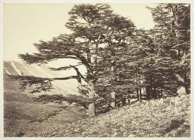 レバノン杉、c。 1870年。 作： Félix Bonfils