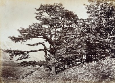 レバノンの杉の大木 作： Félix Bonfils