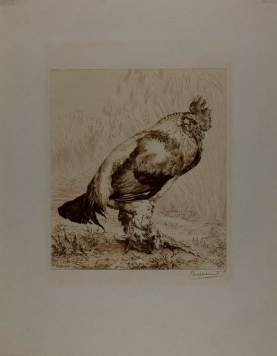 オールド・コック 作： Félix Henri Bracquemond